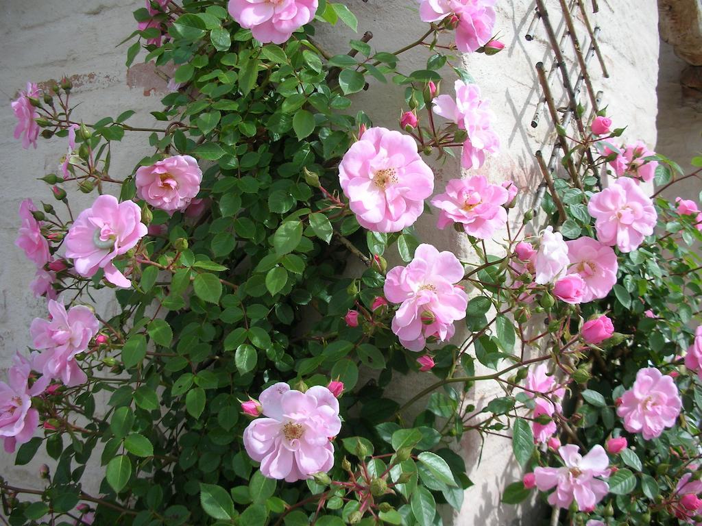 Poggio Dei Prugnoli Bed & Breakfast Tavoleto Dış mekan fotoğraf