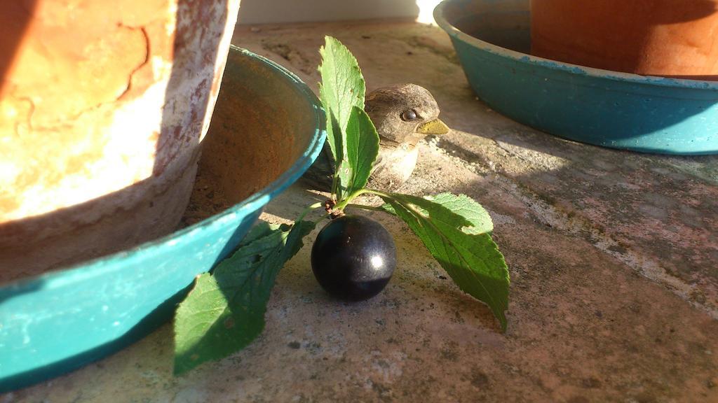 Poggio Dei Prugnoli Bed & Breakfast Tavoleto Dış mekan fotoğraf